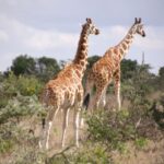 luna di miele kenya