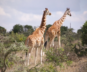 Un viaggio di nozze alla ricerca della madre terra: il Kenya