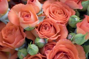 wedding-roses-4-1077718-m