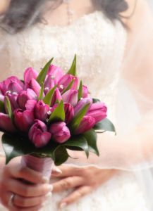 bridal-tulips-1126164-m